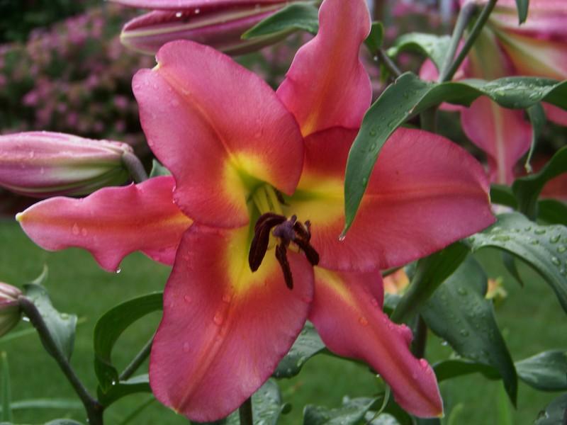 Photo of Lily (Lilium 'Satisfaction') uploaded by mattsmom