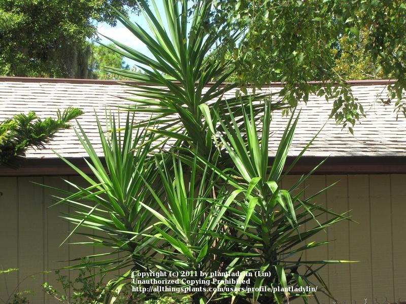Photo of Spineless Yucca (Yucca gigantea) uploaded by plantladylin