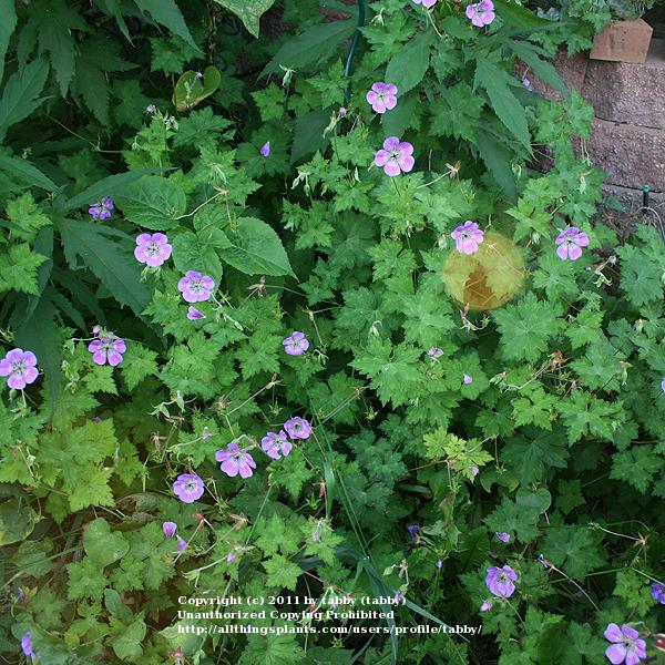 Photo of Geranium (Geranium wallichianum 'Sweet Heidy') uploaded by tabby