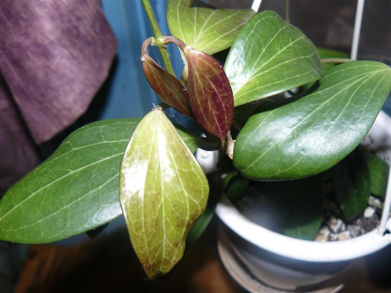 Photo of Wax Plant (Hoya pottsii) uploaded by threegardeners
