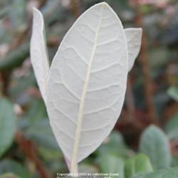 Location: Pacific Northwest
Date: 2011-10-02
The leaves have a lovely velvety silver texture on the back side,