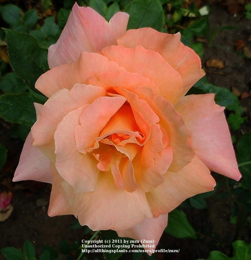 Photo of Rose (Rosa 'Razzle Dazzle') uploaded by zuzu