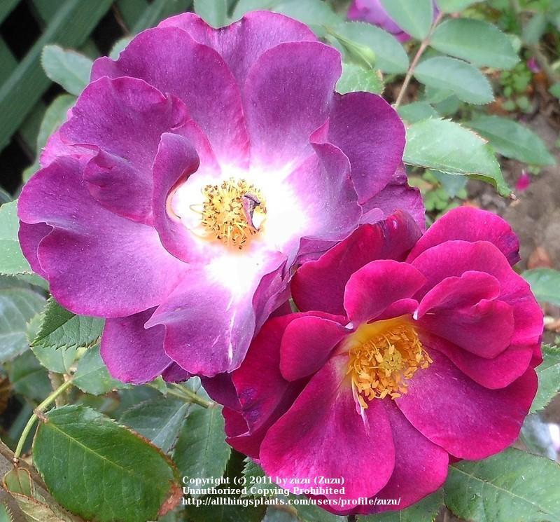 Photo of Rose (Rosa 'Stormy Weather') uploaded by zuzu