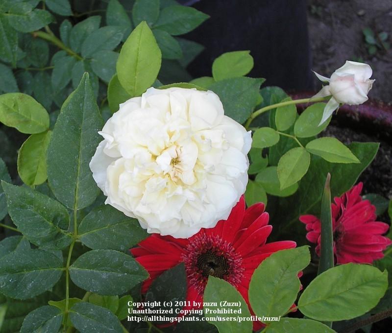 Photo of Rose (Rosa 'Sombreuil') uploaded by zuzu