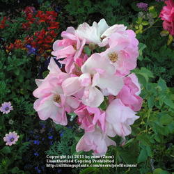 Location: In my Northern California garden
Date: 2010-07-02
