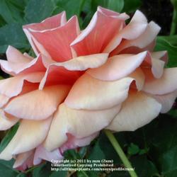 Location: In my Northern California garden
Date: 2011-10-01
Russet-tan petals with russet-brick reverse