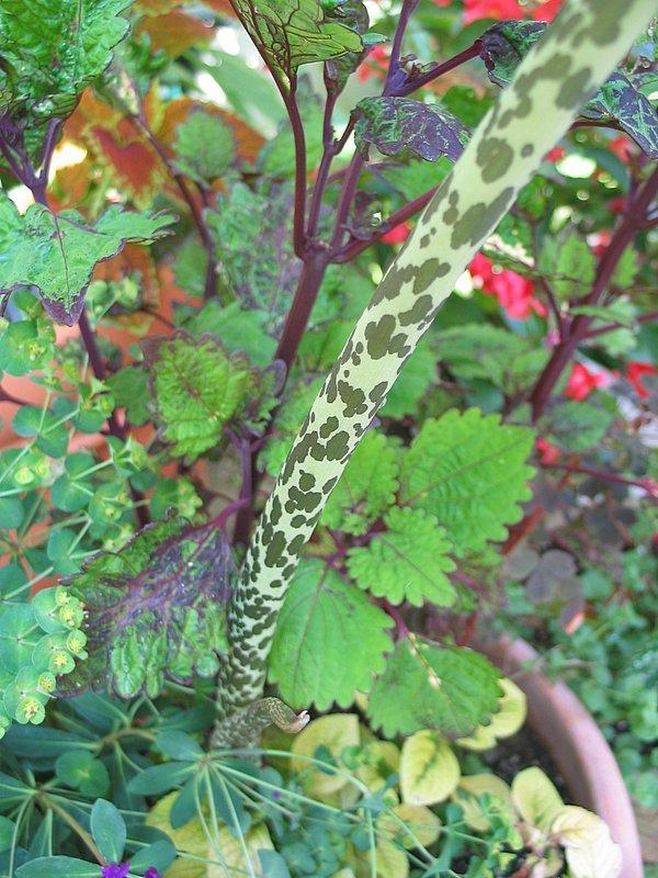 Photo of Voodoo Lily (Sauromatum venosum) uploaded by Calif_Sue