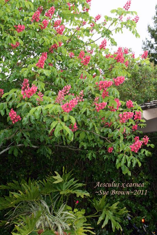 Photo of Red Horse-Chestnut (Aesculus x carnea) uploaded by Calif_Sue