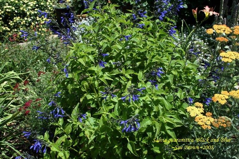 Photo of Anise-Scented Sage (Salvia coerulea 'Black and Blue') uploaded by Calif_Sue
