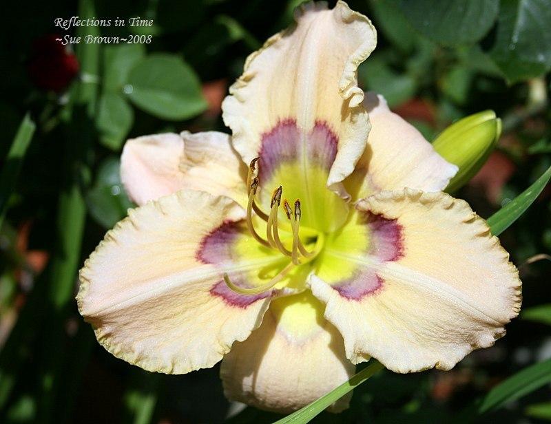 Photo of Daylily (Hemerocallis 'Reflections in Time') uploaded by Calif_Sue