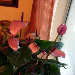 Location: Indoors, south facing windows
Date: 10/3/2011
Anthurium scandens 'Purple'