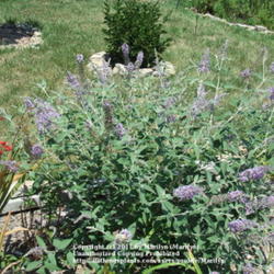 Location: My garden in Kentucky
Date: 2007-07-31