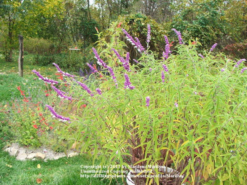 Photo of Mexican Bush Sage (Salvia leucantha) uploaded by Marilyn