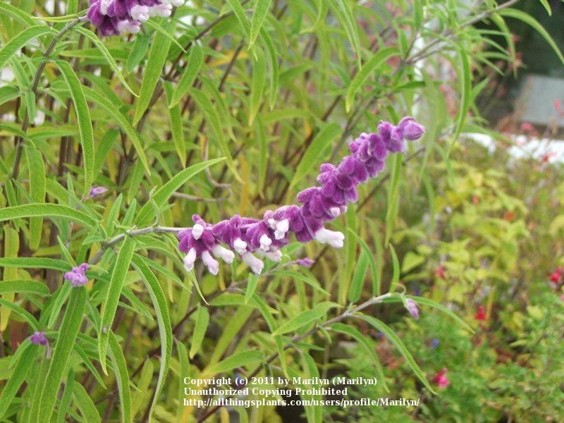 Photo of Mexican Bush Sage (Salvia leucantha) uploaded by Marilyn