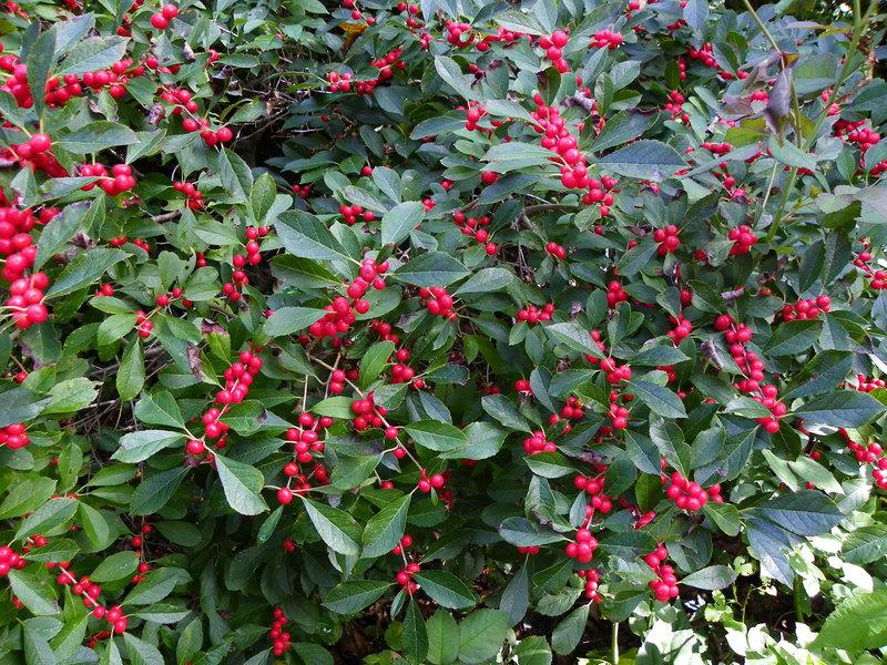 Photo of Winterberry Holly (Ilex verticillata 'Red Sprite') uploaded by newyorkrita