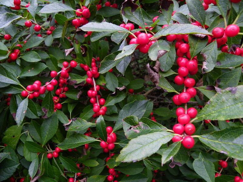 Photo of Winterberry Holly (Ilex verticillata 'Red Sprite') uploaded by newyorkrita