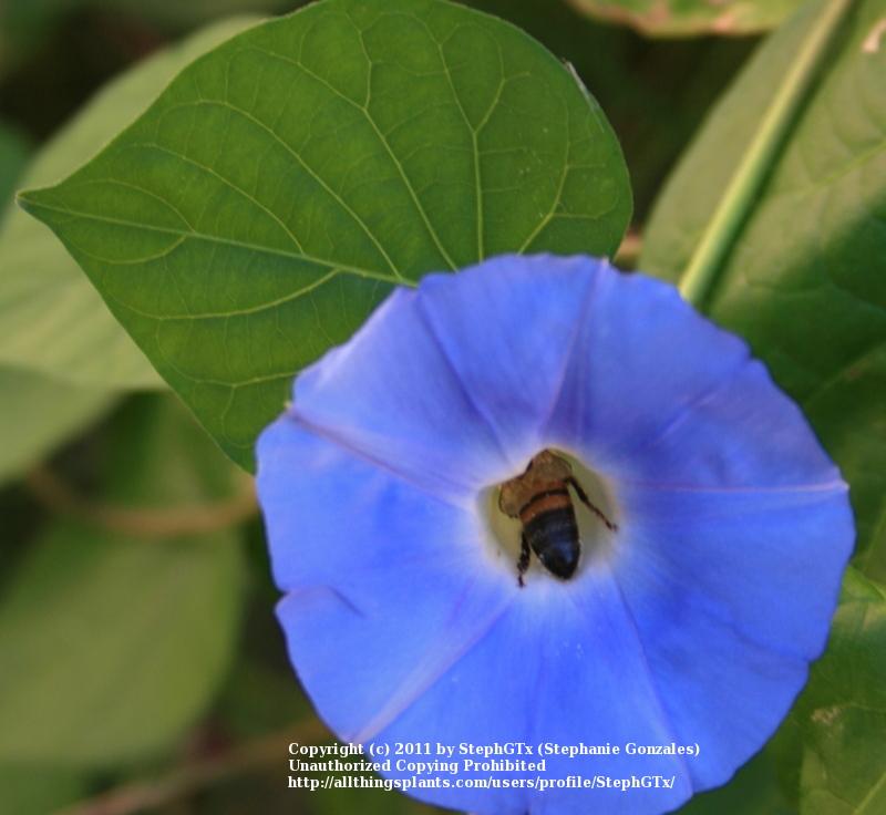 Photo of Morning Glory (Ipomoea tricolor 'Heavenly Blue') uploaded by StephGTx