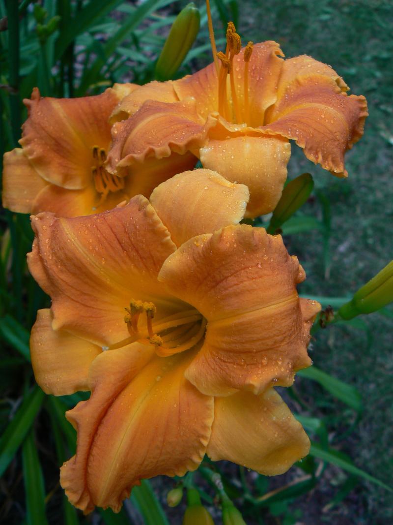 Photo of Daylily (Hemerocallis 'Middle-earth') uploaded by annred97