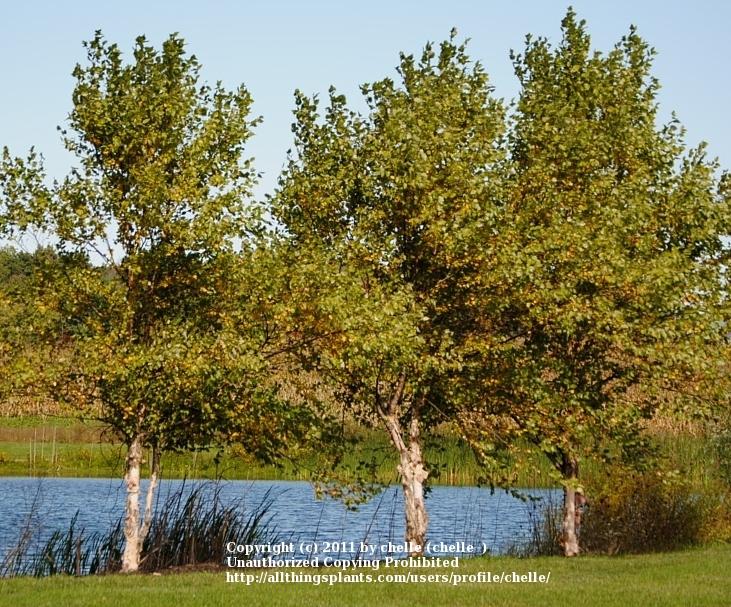Photo of River Birch (Betula nigra) uploaded by chelle