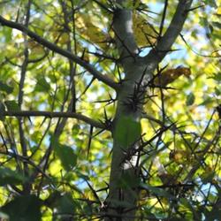 Location: Natural Area in Northeastern Indiana
Date: 2011-10-03
Both Branches and Trunks Have Thorns