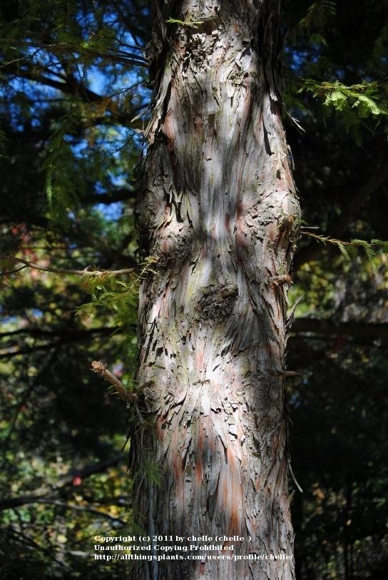 Photo of Bald Cypress (Taxodium distichum) uploaded by chelle