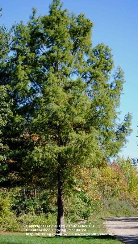 Photo of Bald Cypress (Taxodium distichum) uploaded by chelle