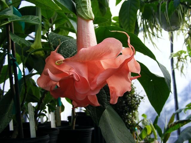 Photo of Angel Trumpet (Brugmansia 'Day Dreams') uploaded by gingin