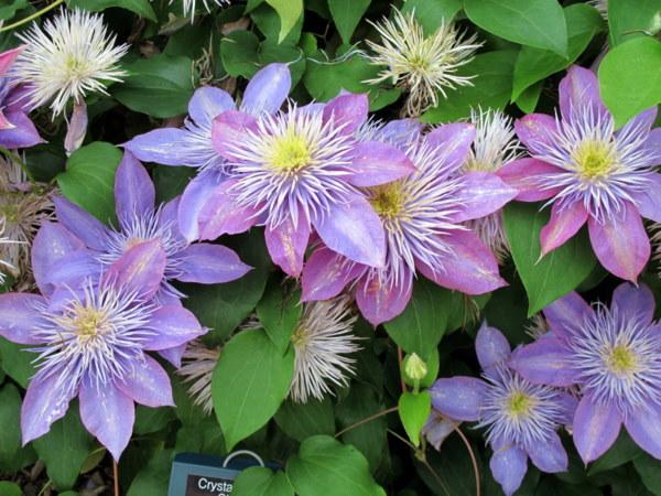 Photo of Clematis Crystal Fountain™ uploaded by goldfinch4