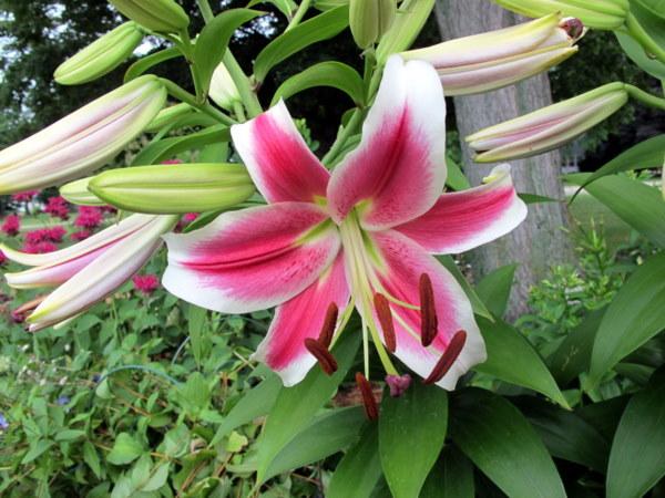 Photo of Lily (Lilium 'Candy Club') uploaded by goldfinch4