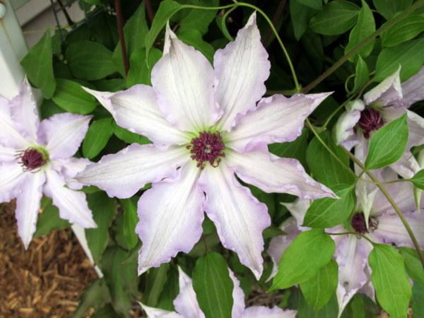 Photo of Clematis Claire de Lune™ uploaded by goldfinch4
