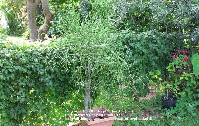 Photo of Pencil Tree (Euphorbia tirucalli) uploaded by plantladylin