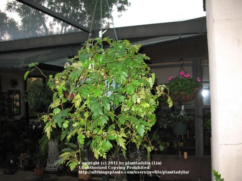 Photo of Grape Ivy (Cissus alata) uploaded by plantladylin
