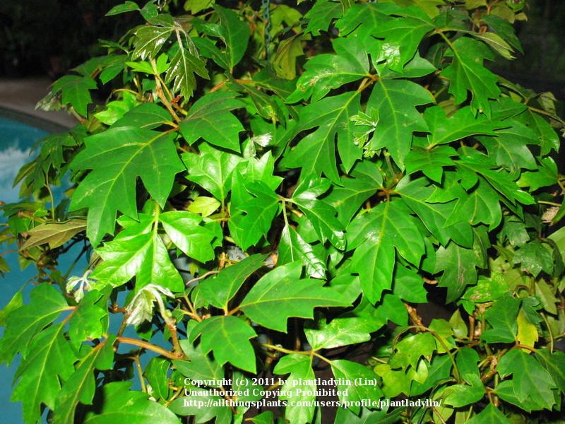 Photo of Grape Ivy (Cissus alata) uploaded by plantladylin