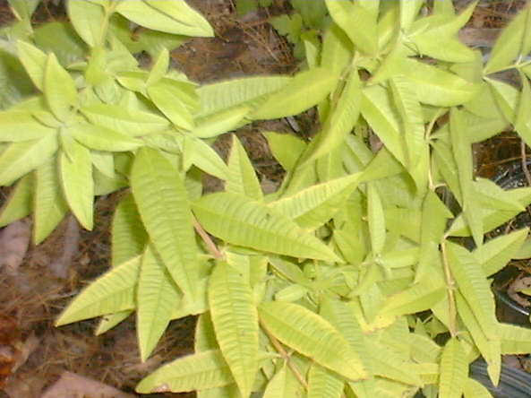 Photo of Lemon Verbena (Aloysia citrodora) uploaded by vic