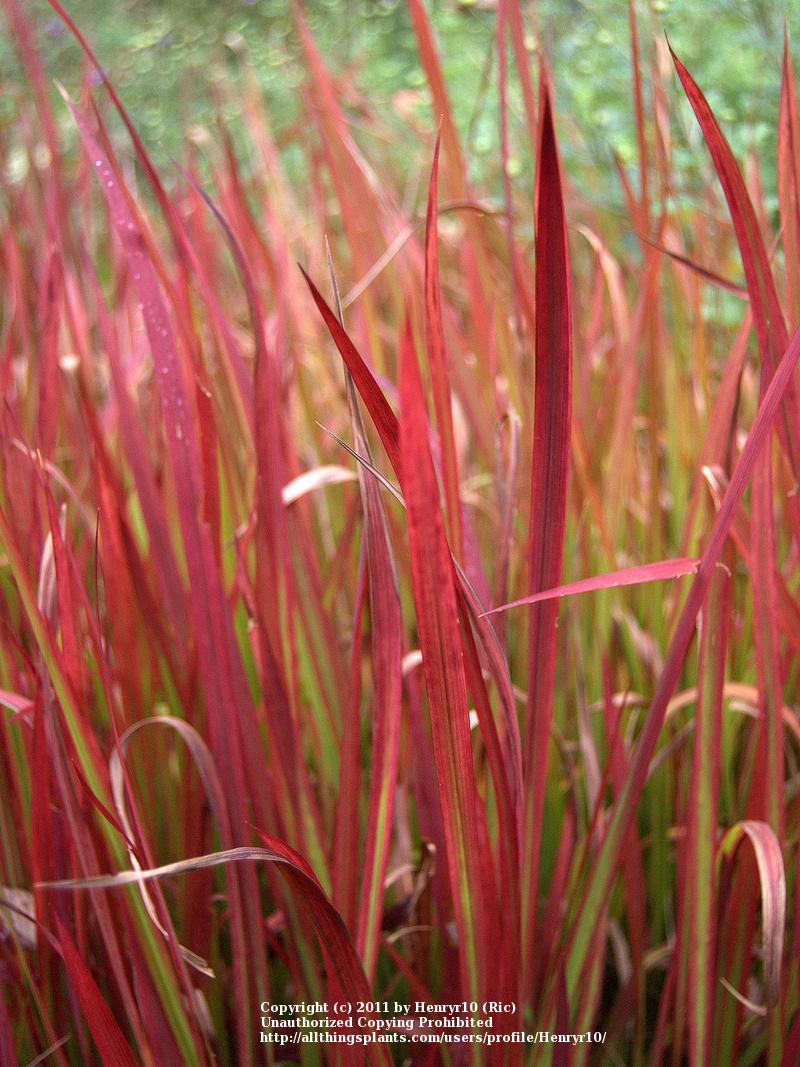 Photo of Japanese Blood Grass (Imperata cylindrica 'Rubra') uploaded by henryr10