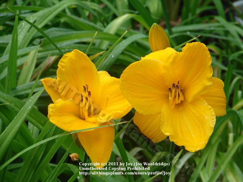 Photo of Daylily (Hemerocallis 'Sparkling Orange') uploaded by joy
