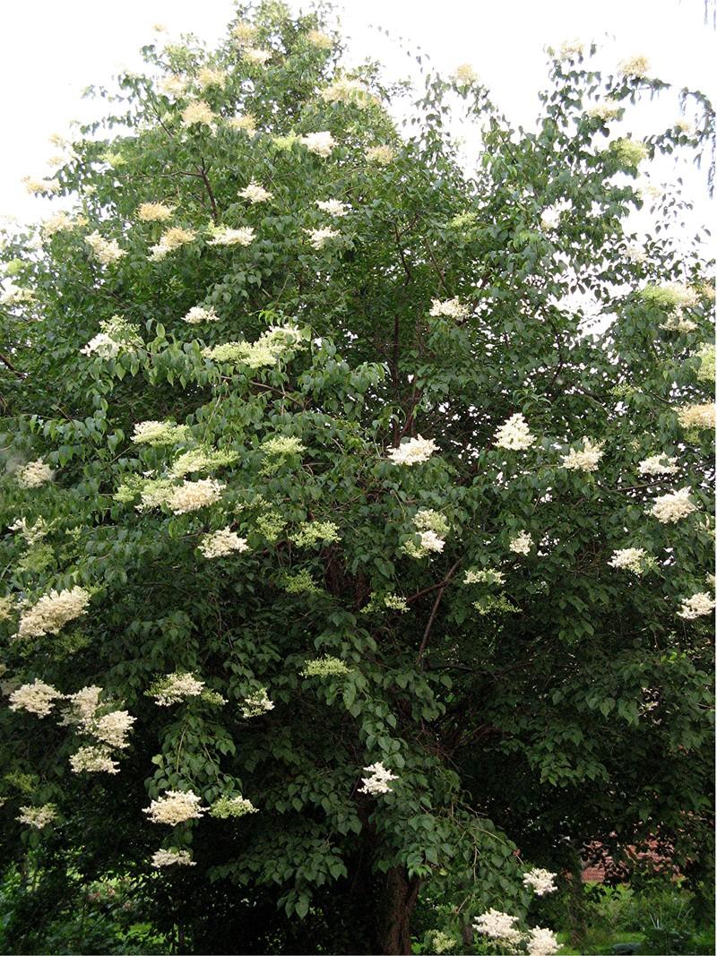 Photo of Japanese Tree Lilac (Syringa reticulata) uploaded by larryr