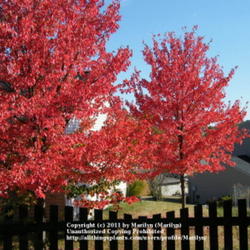Location: Northern KY
Date: 2010-10-14
Two of my next door neighbor's three Red Sunset trees.  Very beau