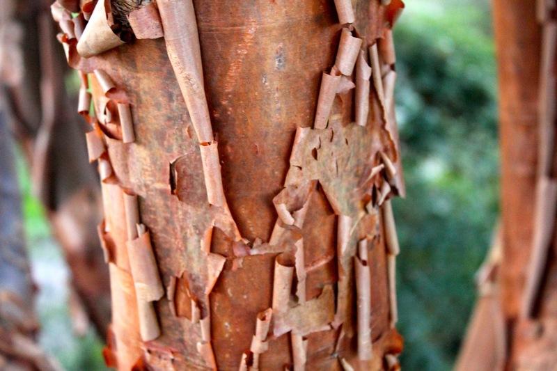 Photo of Paperbark Maple (Acer griseum) uploaded by neilmuir1