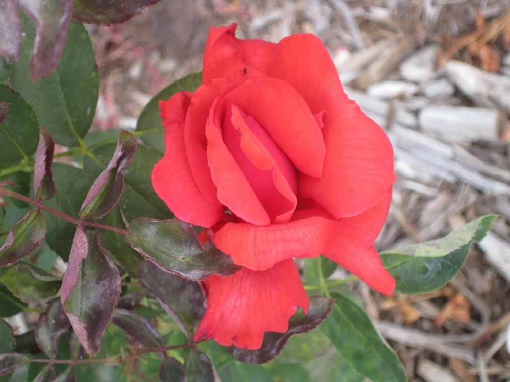 Photo of Rose (Rosa 'Dolly Parton') uploaded by skiekitty