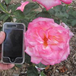 Location: Denver Metro CO
Date: 2011-10-03
Open bloom with my iPhone in comparison for size