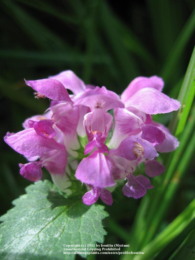 Photo of Spotted Dead Nettle (Lamium maculatum) uploaded by bonitin
