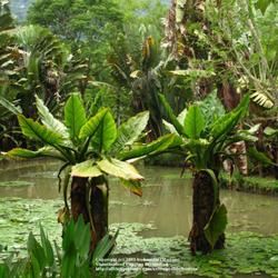 Location: Botanical Garden, Rio de Janeiro
Date: 2010-01-15
Very impressive!