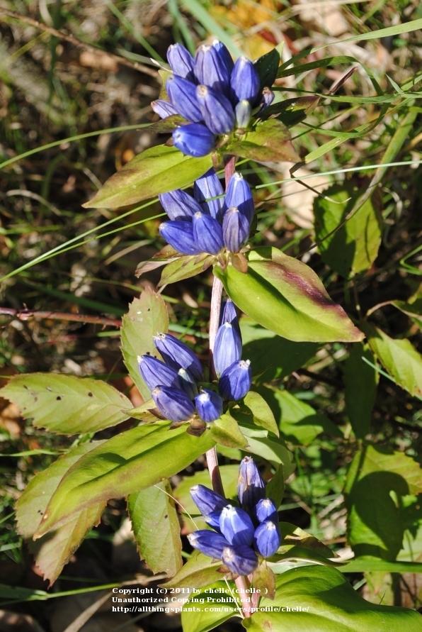 Photo of Closed Gentian (Gentiana andrewsii) uploaded by chelle