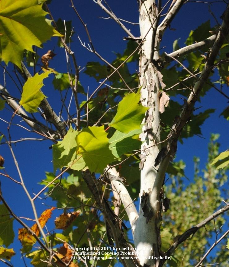 Photo of American Sycamore (Platanus occidentalis) uploaded by chelle
