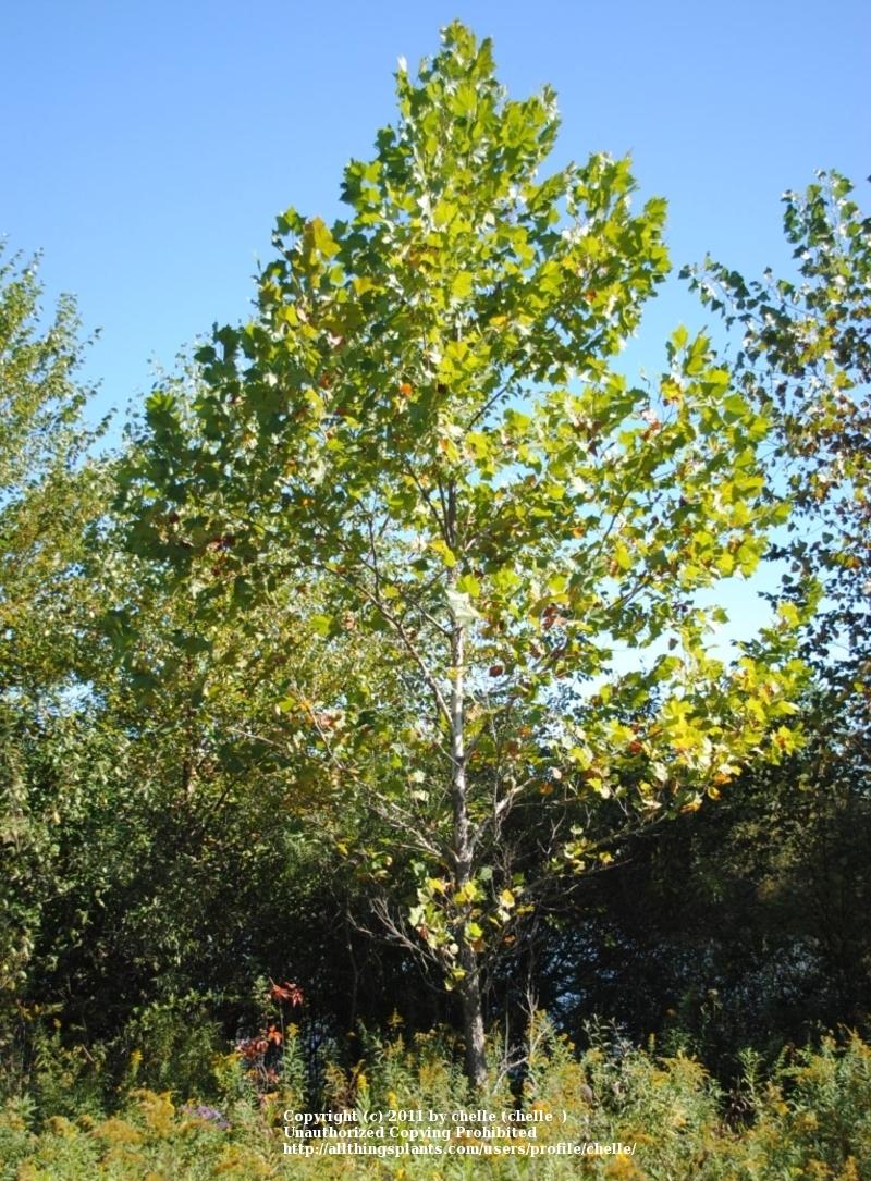 Photo of American Sycamore (Platanus occidentalis) uploaded by chelle