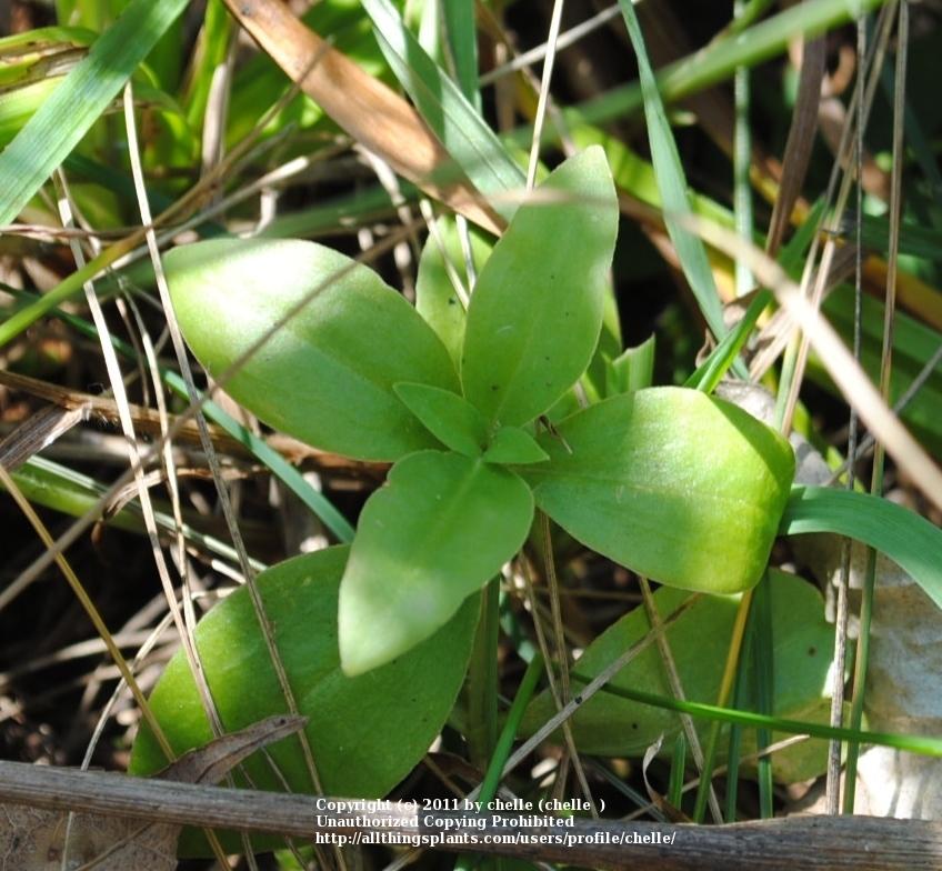 Photo of Closed Gentian (Gentiana andrewsii) uploaded by chelle