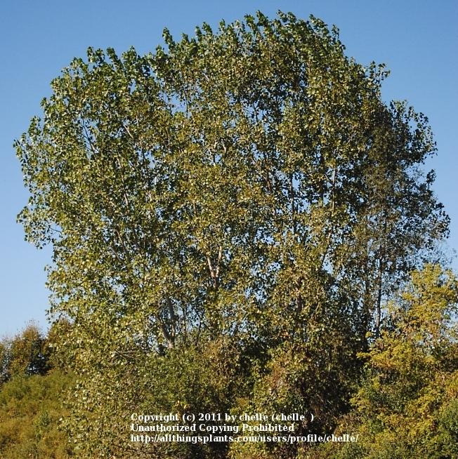 Photo of Swamp Cottonwood (Populus heterophylla) uploaded by chelle