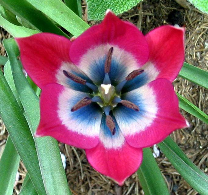 Photo of Species Hybrid Tulip (Tulipa 'Little Beauty') uploaded by eclayne