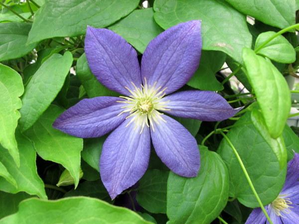 Photo of Clematis Bonanza™ uploaded by goldfinch4